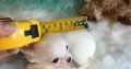 Chihuahua puppies for sale