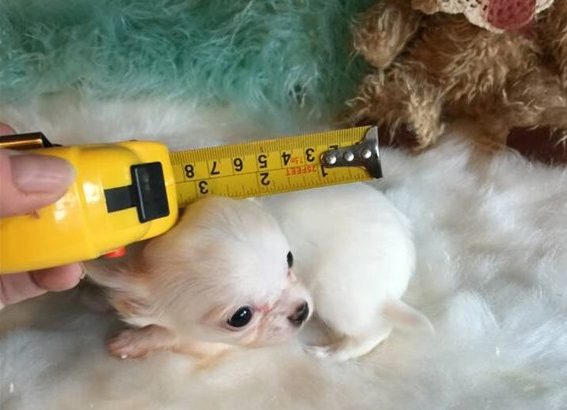 Chihuahua puppies for sale