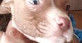Puppies for sale