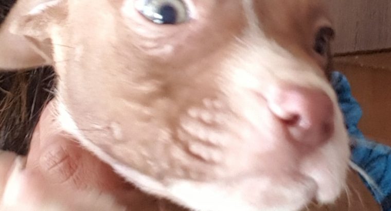 Puppies for sale