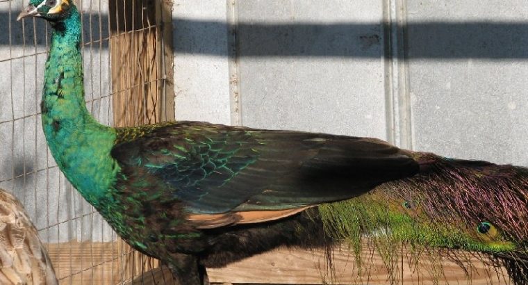 Peacocks and Peahens Pairs