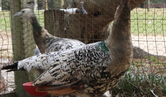 Peacocks and Peahens Pairs