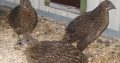 Tragopans Pheasants Fowls