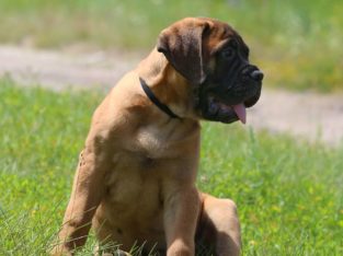 Bullmastiff Puppie For Sale.
