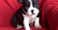 Boston terrier puppies for sale