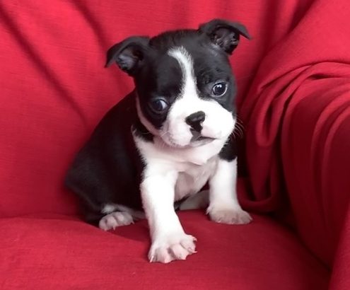 Boston terrier puppies for sale