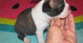 Boston terrier puppies for sale