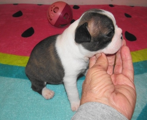 Boston terrier puppies for sale