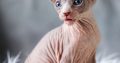 Sphynx Kittens.
