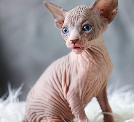 Sphynx Kittens.