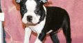 Boston terrier puppies for sale