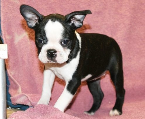 Boston terrier puppies for sale