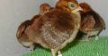 Tragopans Pheasants Fowls