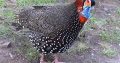 Tragopans Pheasants Fowls