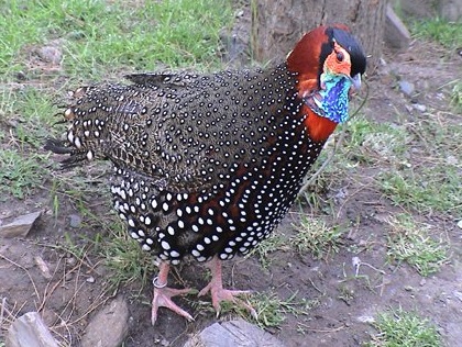 Tragopans Pheasants Fowls