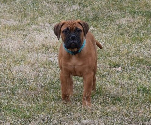 Bullmastiff puppies ready for sale