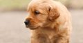 Golden retiever puppies for sale