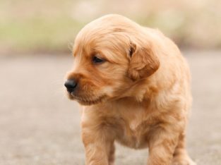 Golden retiever puppies for sale