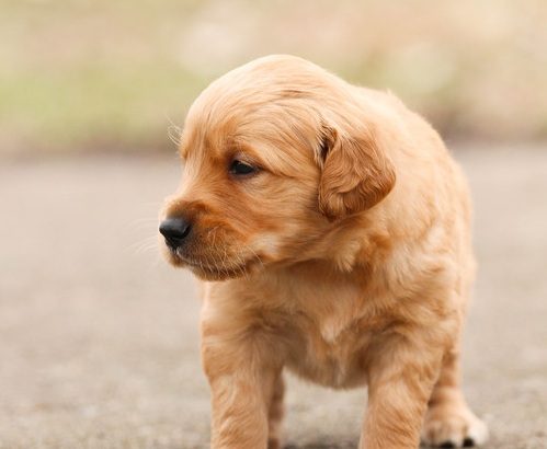 Golden retiever puppies for sale