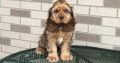 cocker spaniel puppies for sale