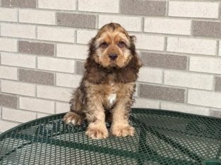 cocker spaniel puppies for sale
