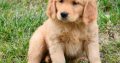 Golden Retriever Puppies For Sale.