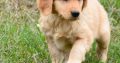Golden Retriever Puppies For Sale.
