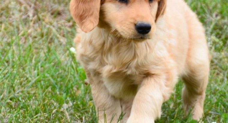 Golden Retriever Puppies For Sale.