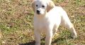 Golden Retriever Puppies For Sale.