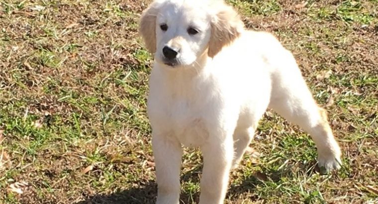 Golden Retriever Puppies For Sale.