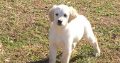 Golden Retriever Puppies For Sale.