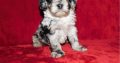 Cockapoo For Sale.