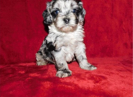 Cockapoo For Sale.