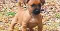 Hunt terrier puppies for sale