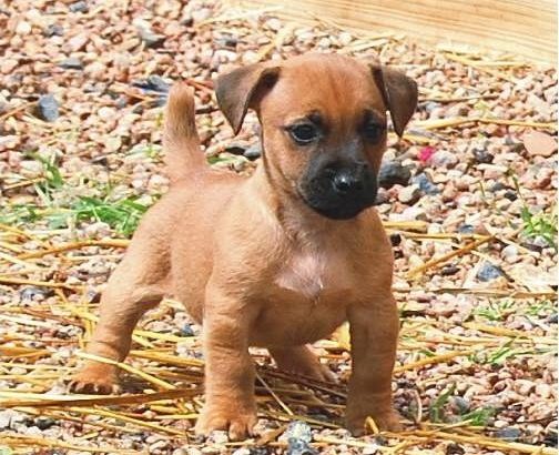 Hunt terrier puppies for sale