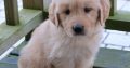 Golden retiever puppies for sale