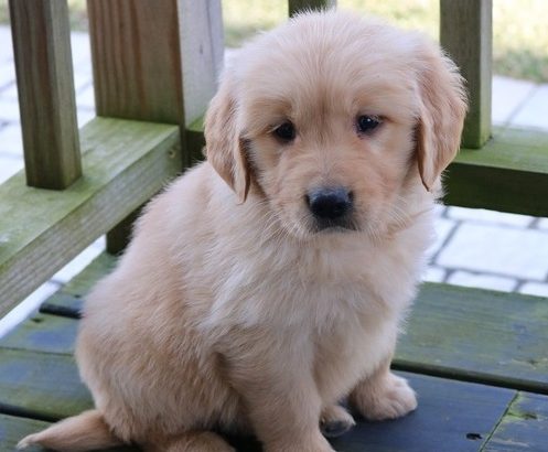 Golden retiever puppies for sale