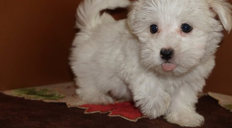Havanese puppies for sale