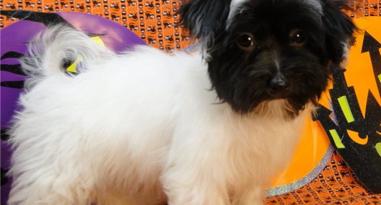 Havanese puppies for sale