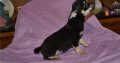Chihuahua puppies for sale.