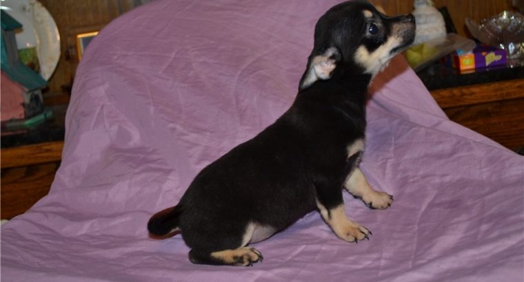 Chihuahua puppies for sale.