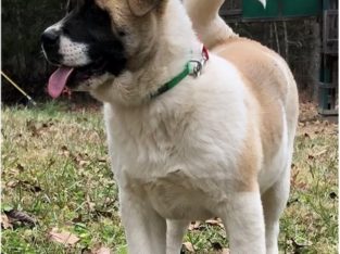 AKITA