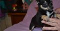 Chihuahua puppies for sale.
