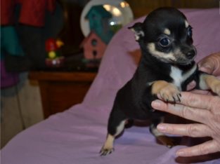 Chihuahua puppies for sale.