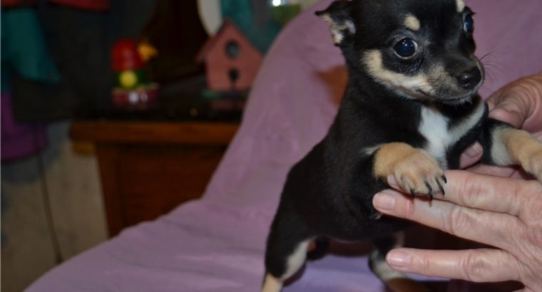Chihuahua puppies for sale.