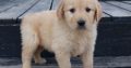 Golden retiever puppies for sale