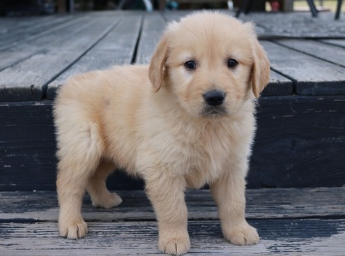 Golden retiever puppies for sale