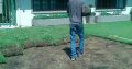 Instant Lawn For Sale and landscaping services