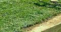 Instant Lawn For Sale and landscaping services
