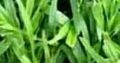 Instant Lawn For Sale and landscaping services